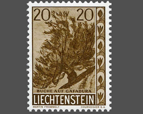 Native trees and shrubs - IV