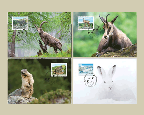 Young animals of the Alpine region - Max