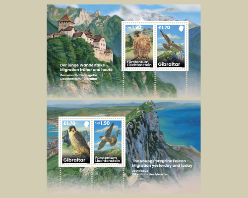 Young Peregrine Falcons