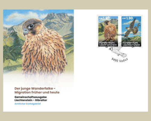 Young Peregrine Falcons