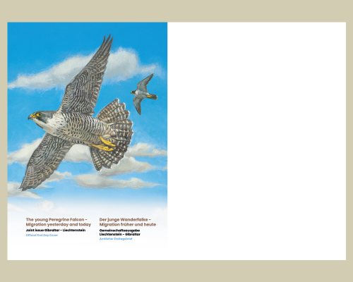 Young Peregrine Falcons