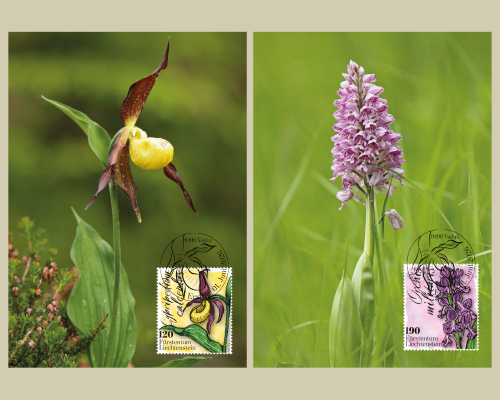 Orchidées
