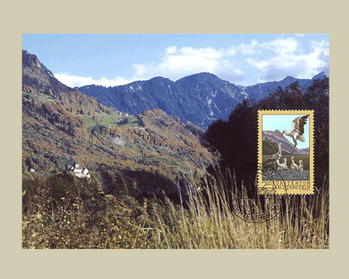 Weissstörche im Alpenrheintal