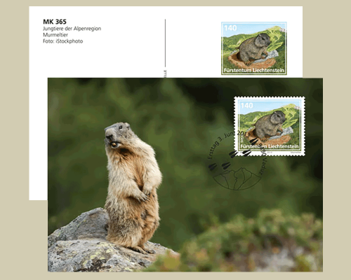 Bildpostkarte: Jungtiere der Alpenregion