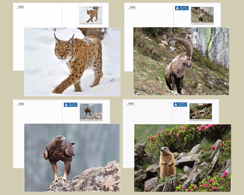 Bildpostkarte: Lebensraum Alpen