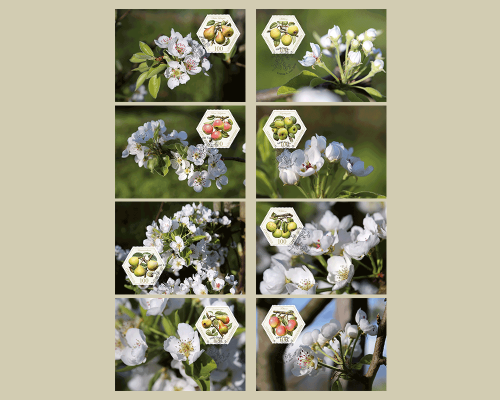 Alte Obstsorten: Birnen