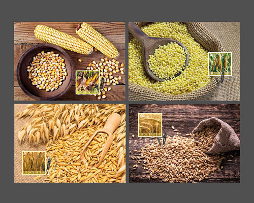 Kulturpflanzen - Getreide