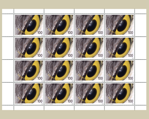 Artistic photography: Birds eyes