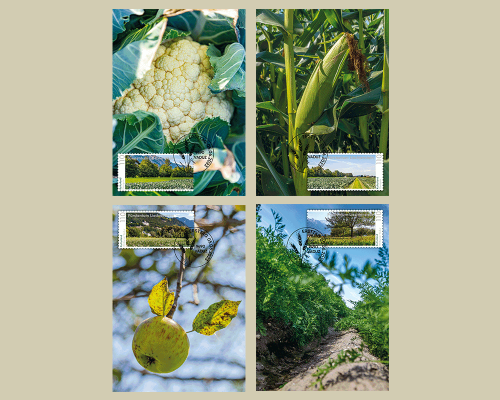 Panorama - Cultivated Land