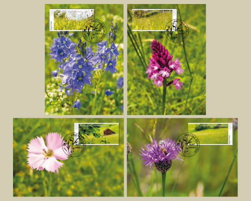Panorama - Natural Meadows