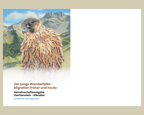 Junge Wanderfalken