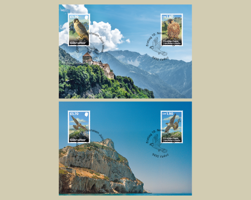 Young Peregrine Falcons