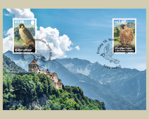 Young Peregrine Falcons