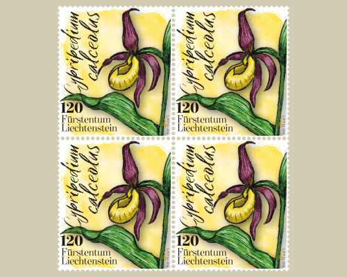 Orchidées
