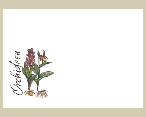 Orchideen