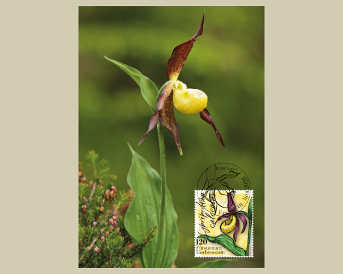 Orchidées